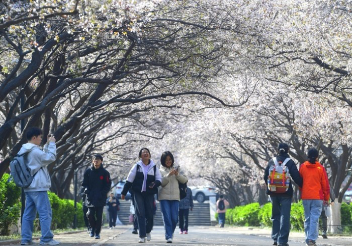 Avenue of Cherry Blossoms in Shandong Normal University Ushers in Most Beautiful Season