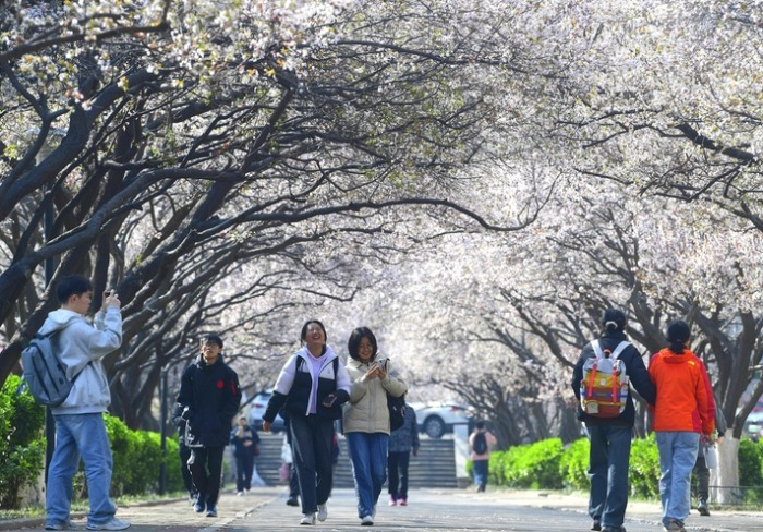 “Вишнёвый бульвар” в Шаньдунском педагогическом унивнрситете ждёт самый прекрасный сезон времени.