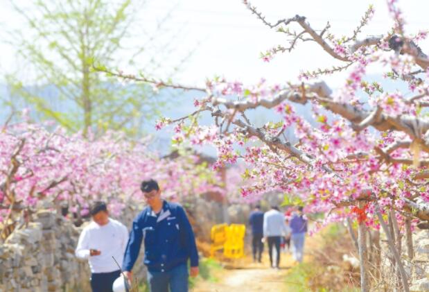 Meet “ Peach Blossom Garden”