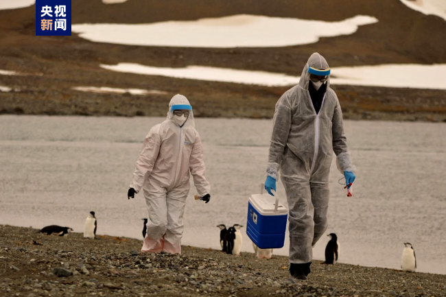 科学家：禽流感病毒正正在南极洲大界限散播