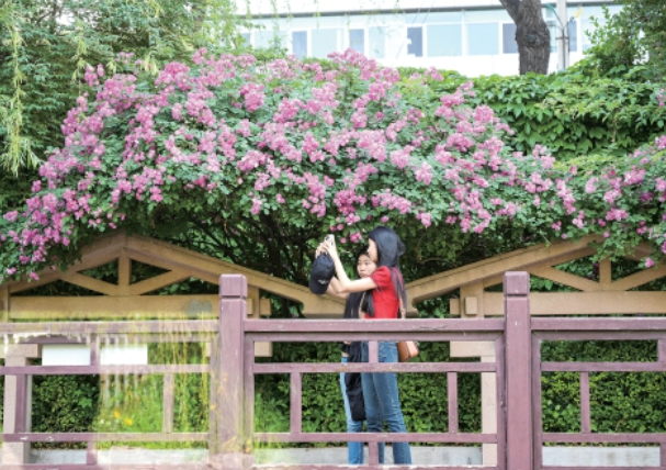 泉畔にバラの花が咲く