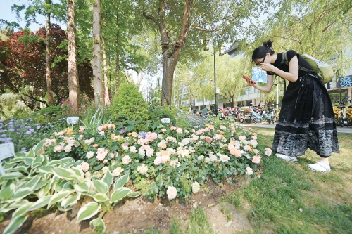 花や緑葉で初夏の大明湖を飾る