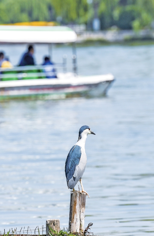 大明湖“老等”回归 湖中捕鱼静赏湖光山色