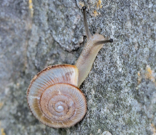 济南佛慧山发现全球新记录蜗牛物种