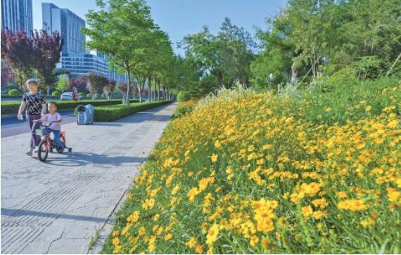 Goldene Sonnenblumen und Taglilien stellen zusammen ein Blumenmeer entlang des Lashan-Flusses dar