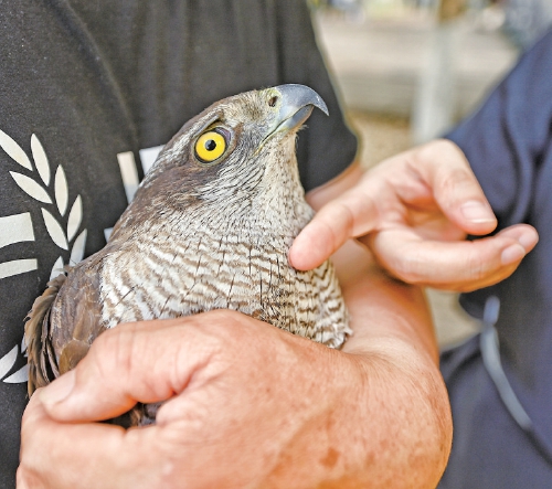 保护济南生物多样性 两只被救助猛禽放归大自然