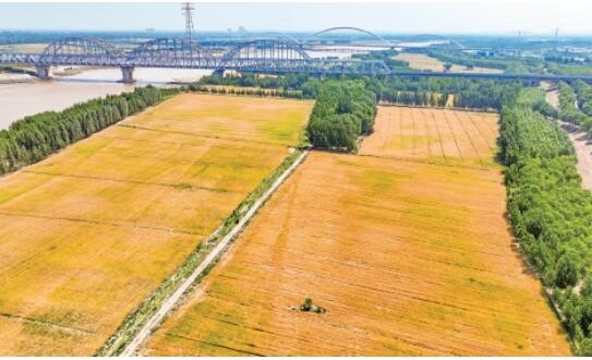 Reiche Ernte in Sicht! Weizenfelder entlang des Gelben Flusses in voller Blüte