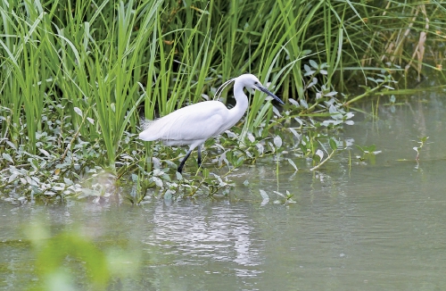 腊山河生态环境提升 为鸟儿觅食提供好去处