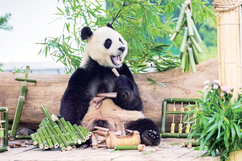 Le panda du zoo de Jinan 