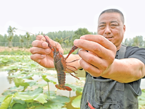 济南：亩产收入最高能达万元 养殖户探索“鹅藕虾混养”新模式