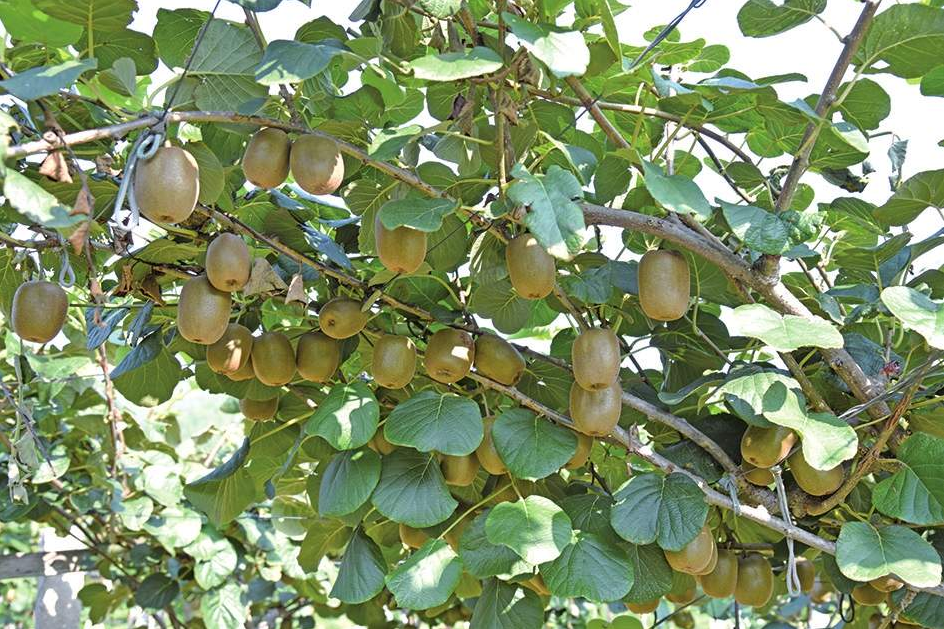 出游采摘不只有樱桃,还有杏、桃、梨……济南特色林果采摘指南来啦