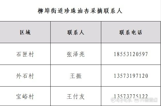 济南南部山区柳埠珍珠油杏成熟啦，快来采摘你的小“杏”运！