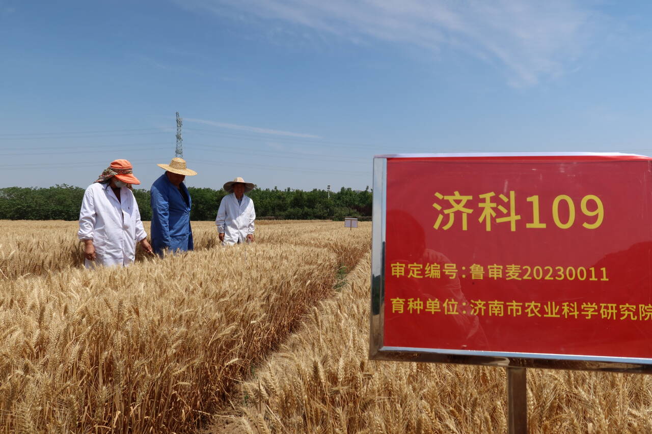 融媒·先锋丨13年科研长跑，换来一粒良种问世——又见麦地金黄