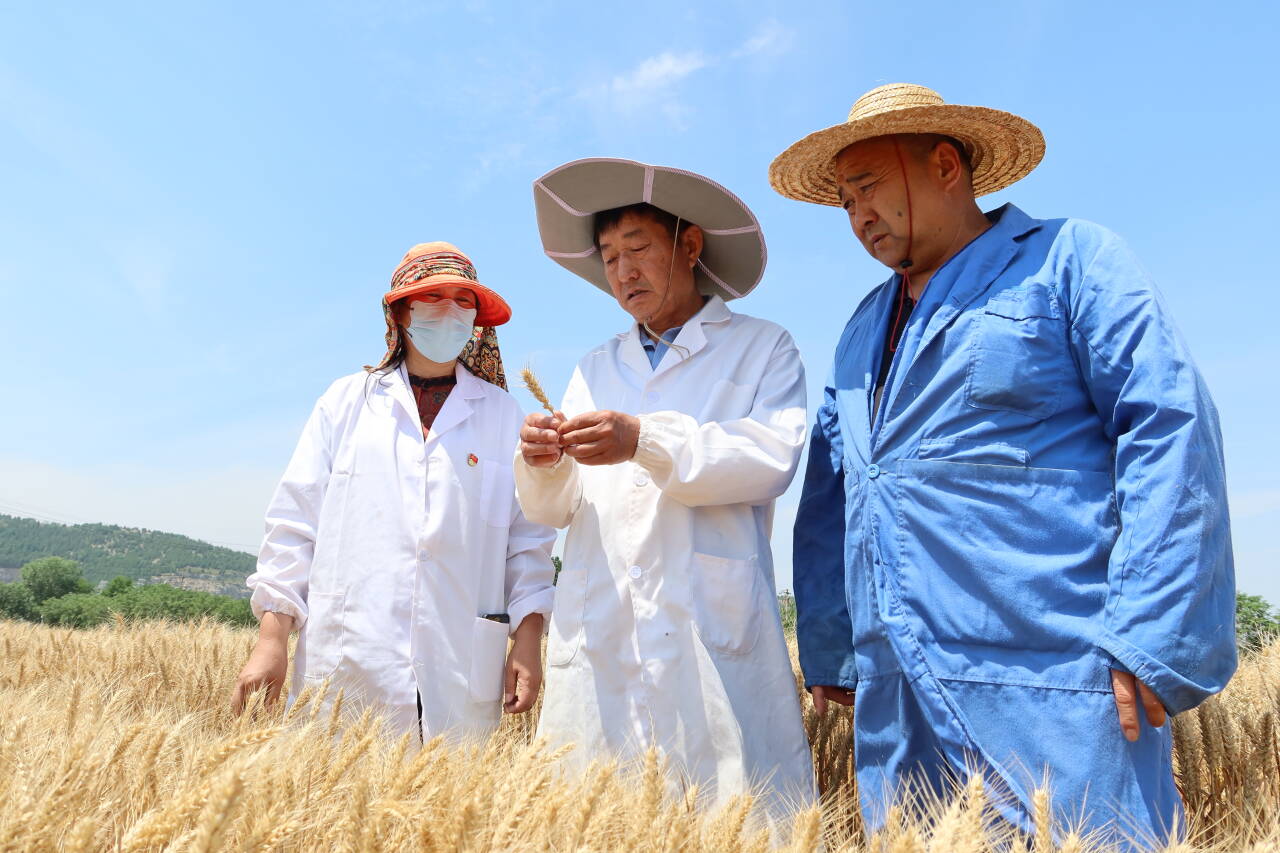 融媒·先锋丨13年科研长跑，换来一粒良种问世——又见麦地金黄