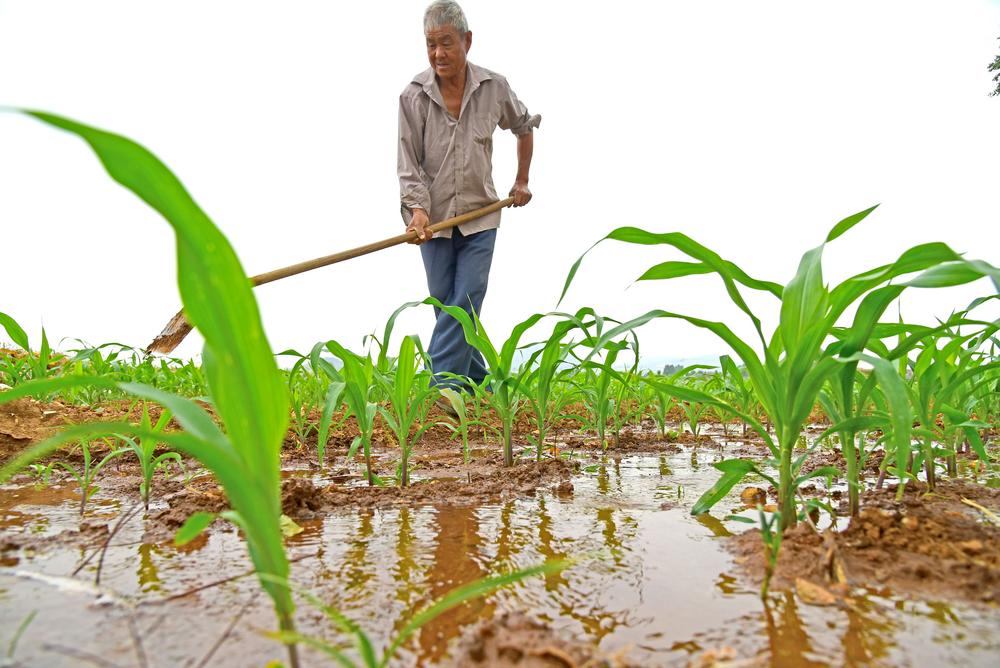 가뭄에 묘목에 물 주는 농민