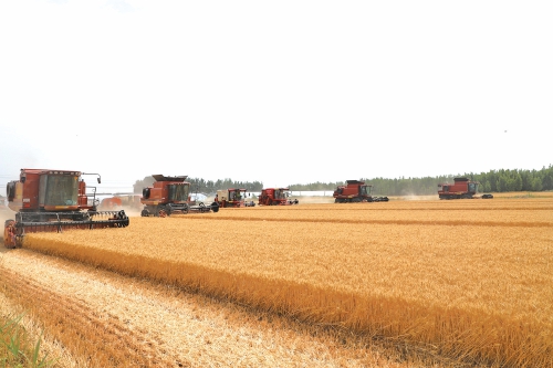 机收率99.5%，济南343.06万亩小麦完成收获