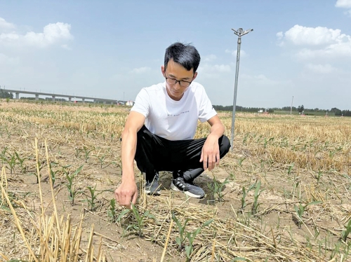 一天浇地200亩，农业设备齐上阵……济南“80后”农场主抗旱有妙招