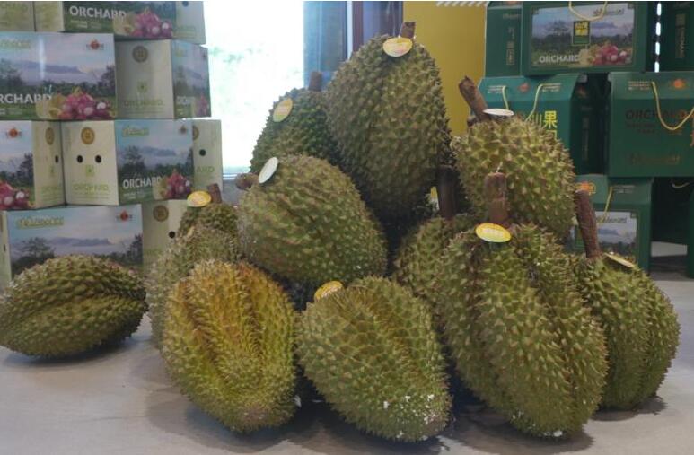 중국인 인기 과일 '두리안', 中 하이난서 직접 재배한다