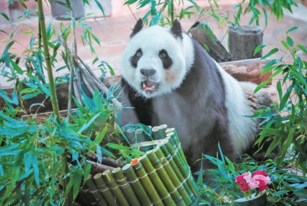 国宝生日会 众人送祝福！济南动物园大熊猫“华奥”17岁啦