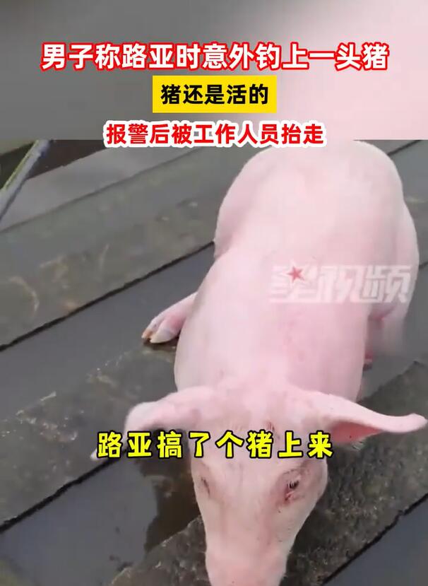 钓鱼时钓上一头活猪 网友调侃：钓鱼者除了鱼真的什么都能钓啊