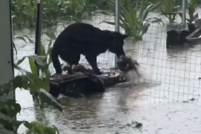 汪汪队立大功!暴雨天养殖场小狗多次下水救鸡 多次下水急得团团转 