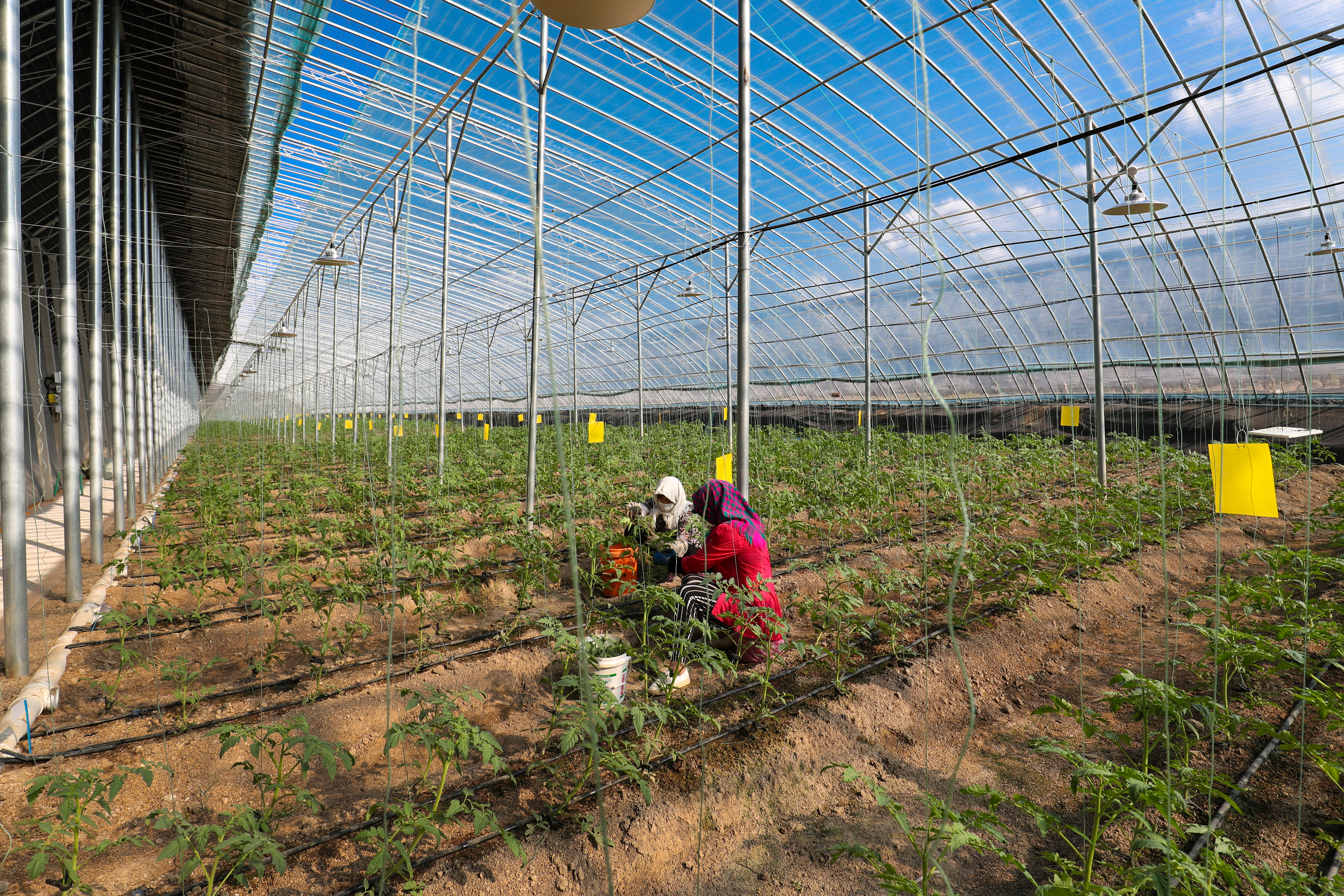 潍坊市银行业：以“新质生产力”绘就 乡村振兴好“丰”景