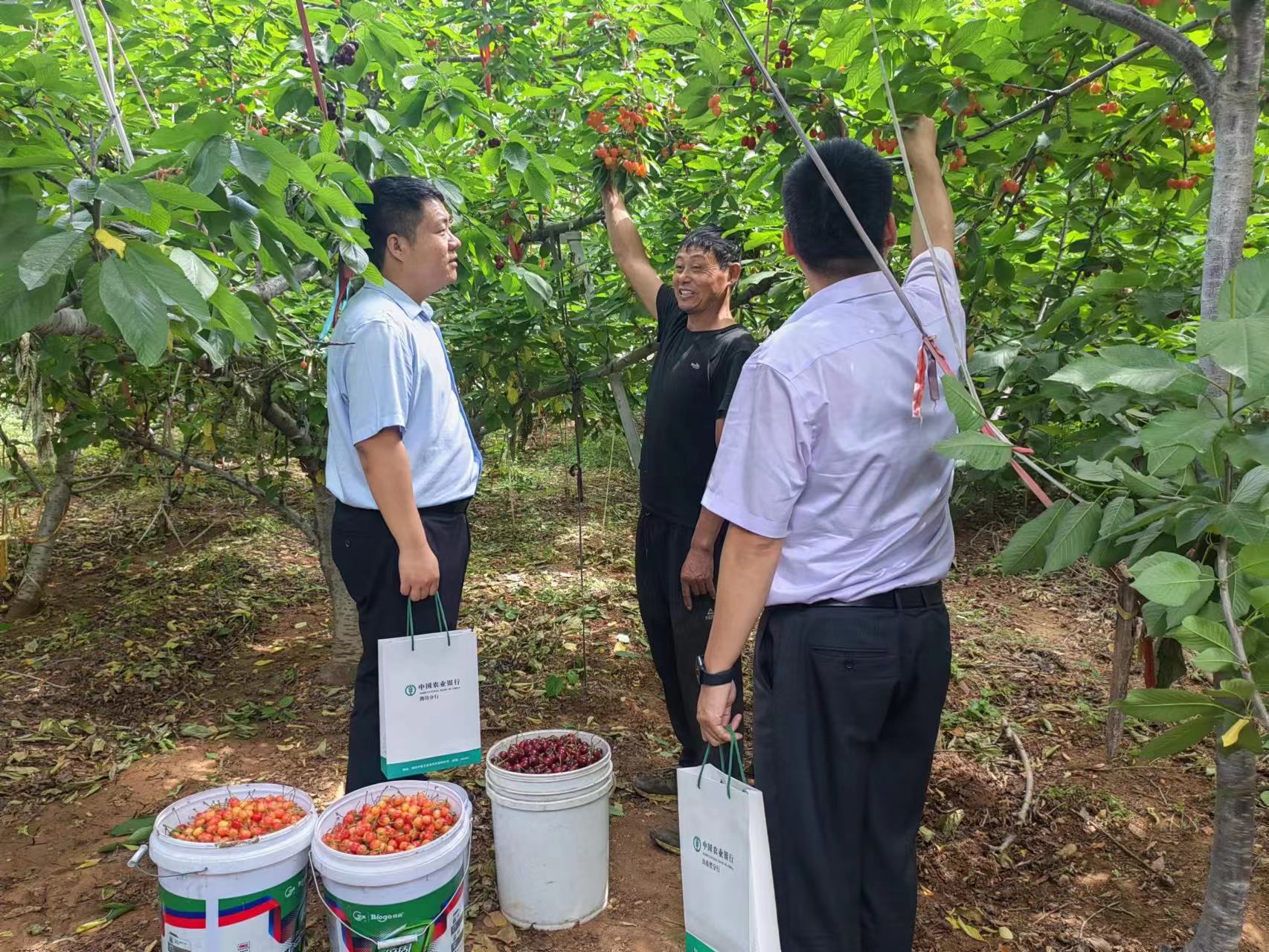 潍坊市银行业：以“新质生产力”绘就 乡村振兴好“丰”景