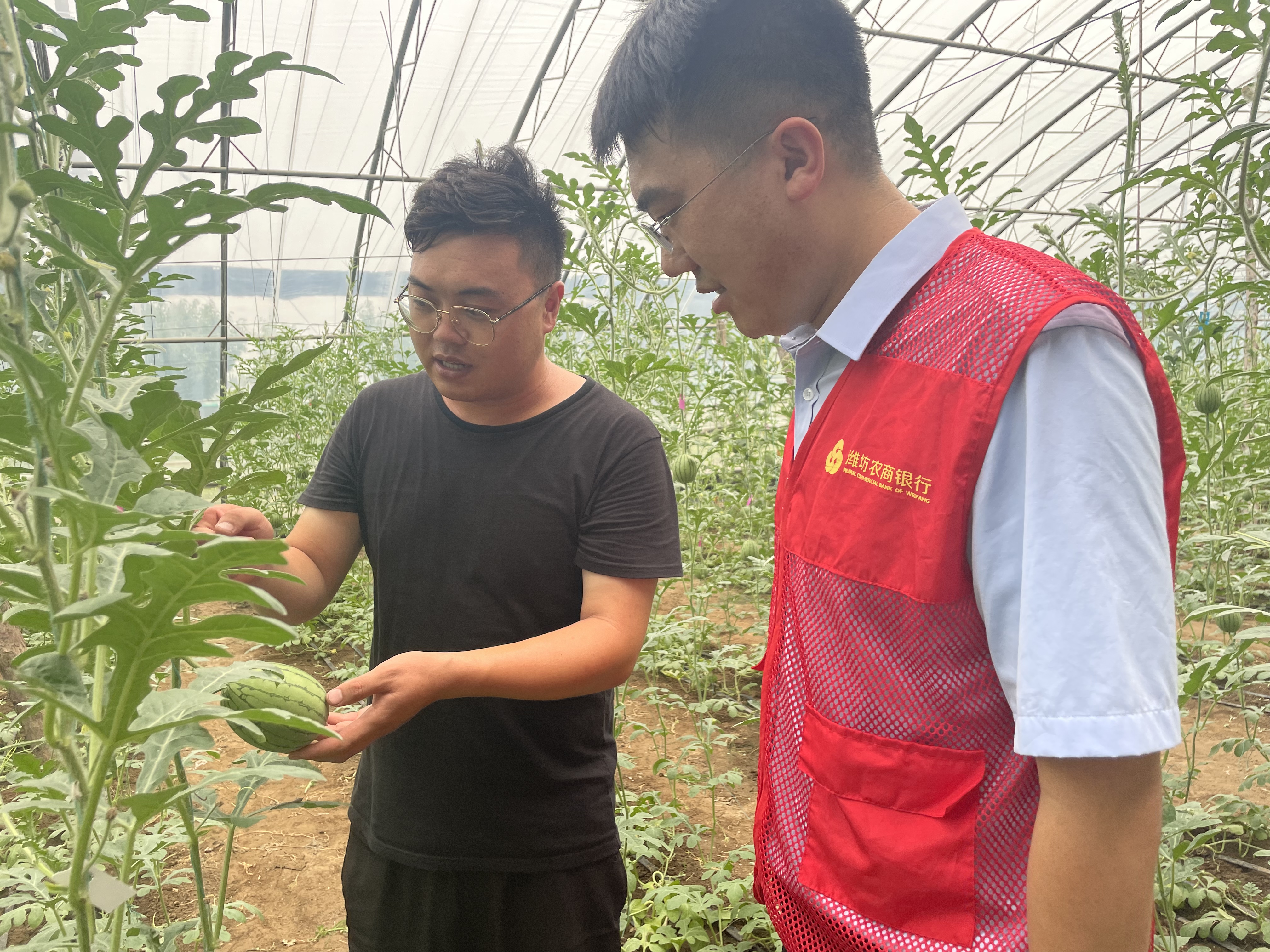 潍坊市银行业：以“新质生产力”绘就 乡村振兴好“丰”景