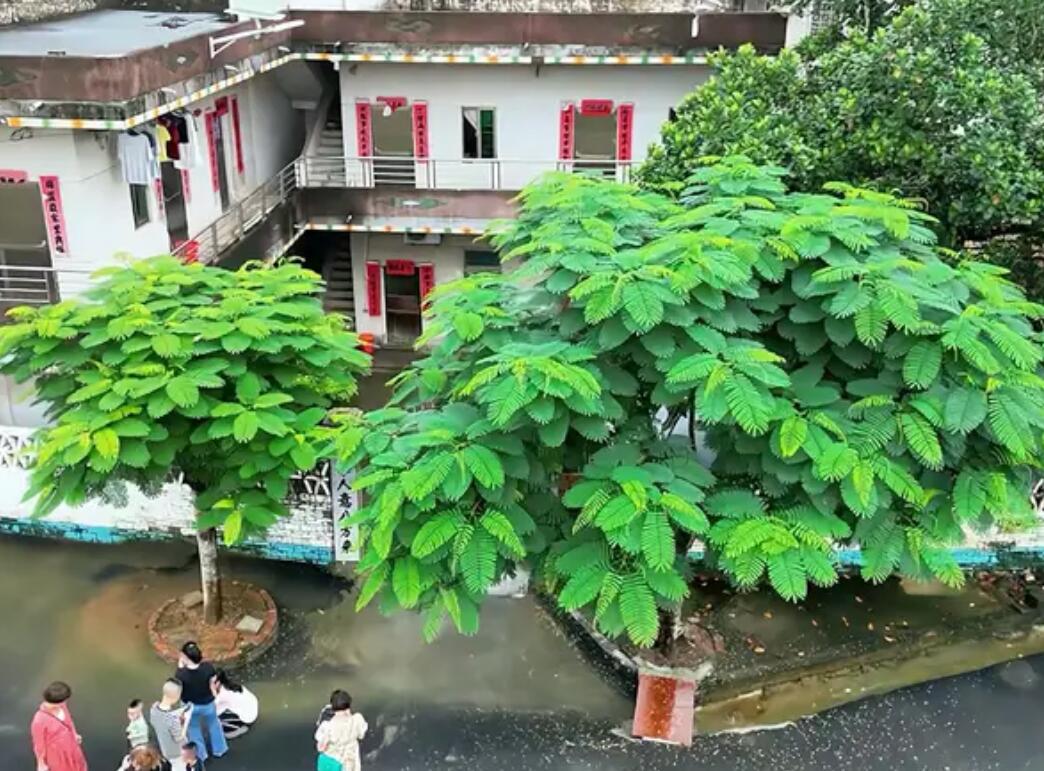 全红婵老家门口的“水花消失树”火了！外地网友纷纷打卡