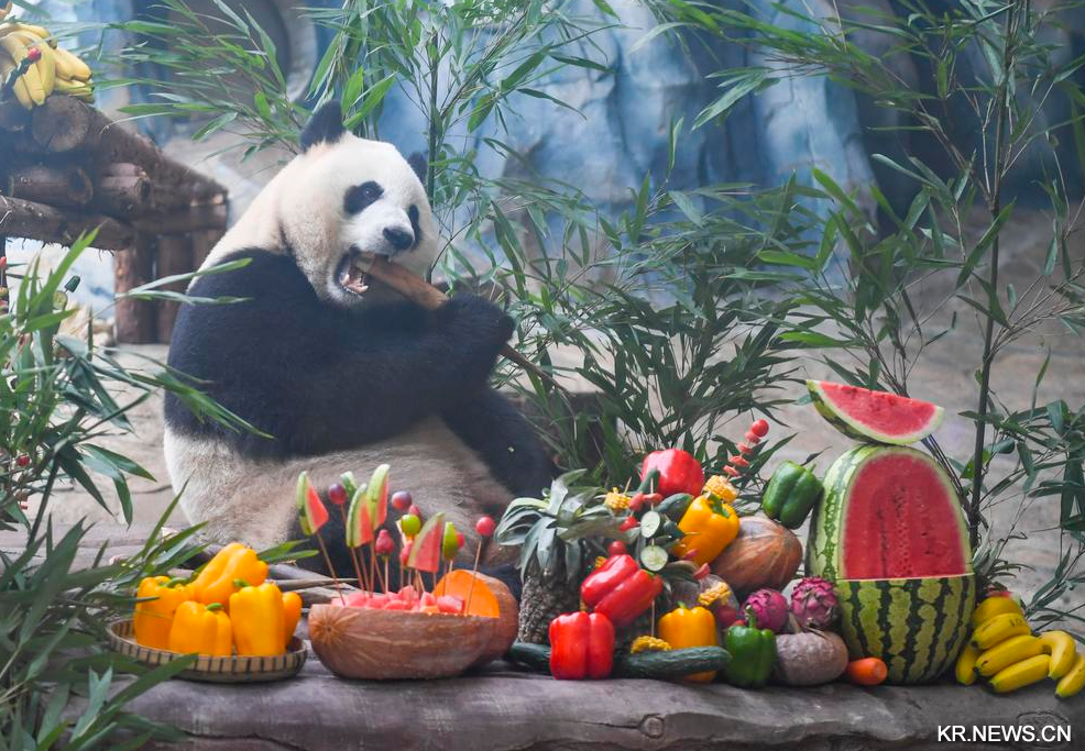 中 충칭, 판다 칭화·칭루 '즐거운 생일파티'