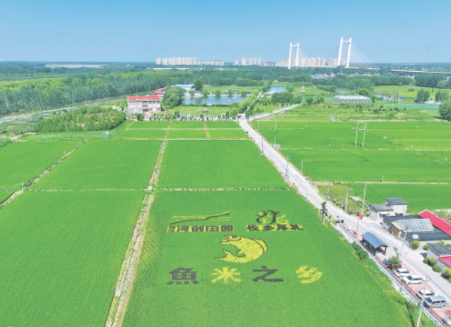 多彩稻田画扮靓泉城初秋季节