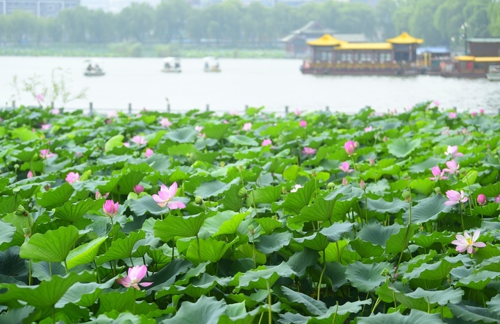 泉水节诗词擂台赛今日开擂 大明湖畔将再次掀起“诗词热”