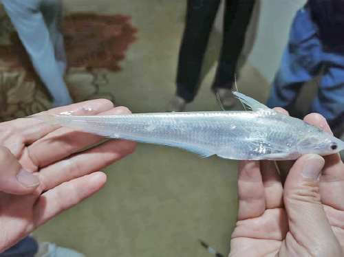 融媒·先锋丨“人水和谐”的画面中，有一支水生态监测党员先锋——一条刀鲚的洄游之旅