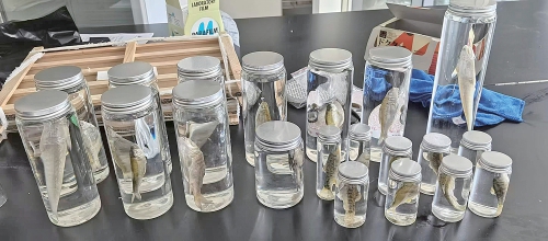 融媒·先锋丨“人水和谐”的画面中，有一支水生态监测党员先锋——一条刀鲚的洄游之旅