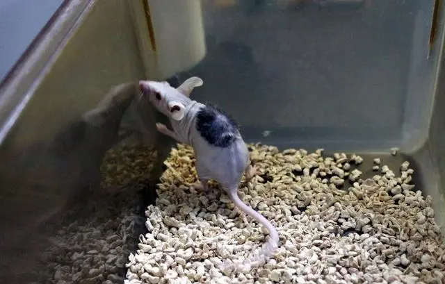 融媒·画像丨济南这个研发团队，为患者造出仿真“皮肤”——“生”皮