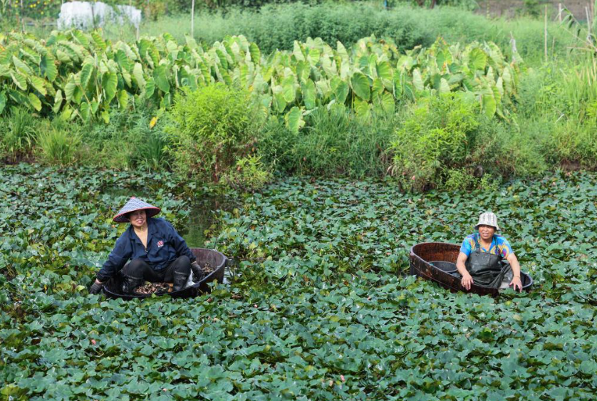 싱그러운 초록 마름 가득한 연못