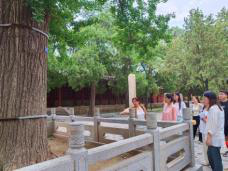 守护千年活化石 焕新古韵青春行