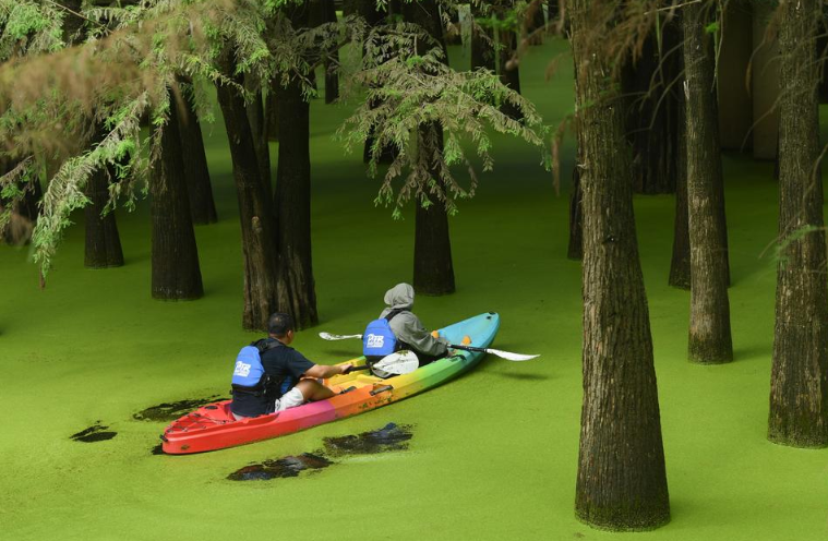 초가을 고즈넉한 분위기 자아내는 中 항저우 수상삼림