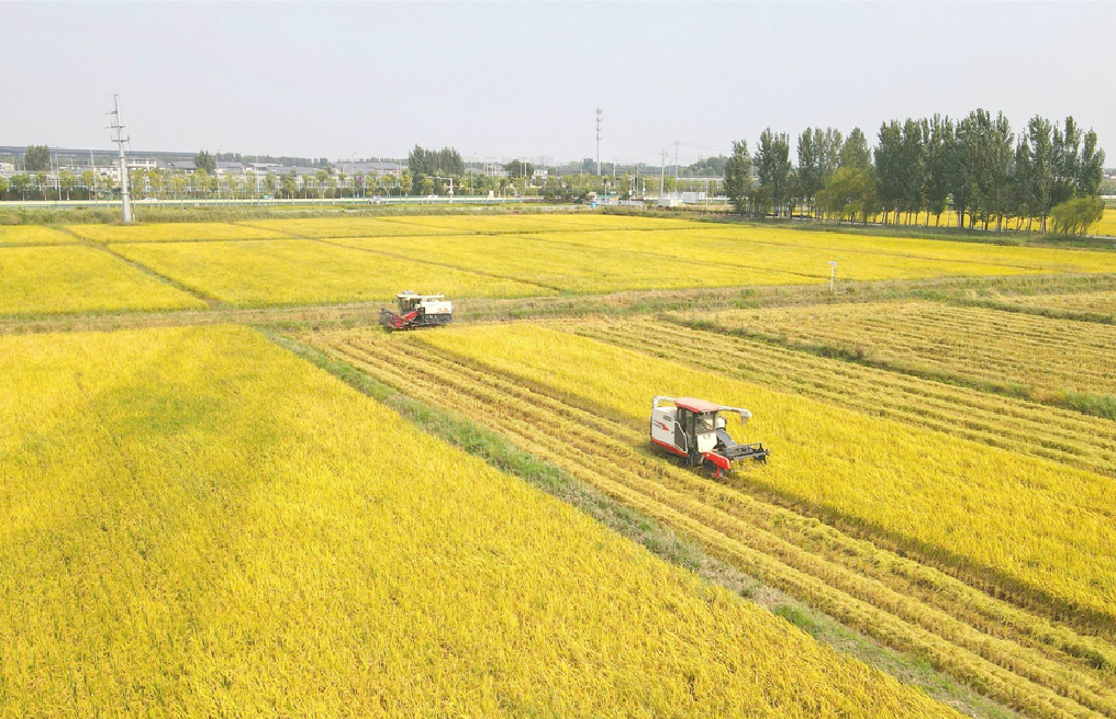 山东粮食总产连续3年保持在1100亿斤以上