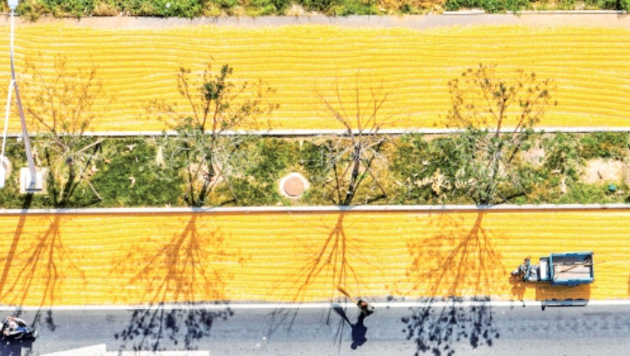 濟南黃河北岸種植的玉米迎來了豐收季
