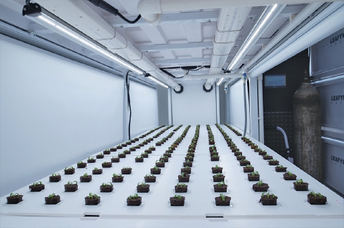 无土无日光，集装箱里种生菜！山东人种菜已是“NextLevel”