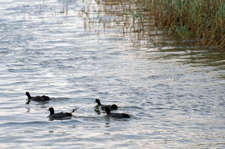 Очаровательный осенний вид водно-болотных угодий 