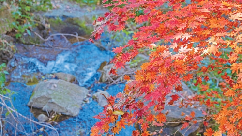 红叶绚烂 粉黛梦幻 限定版泉城秋日盛景登场