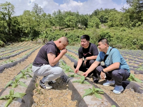 在济南田间地头，细听他们的履职故事