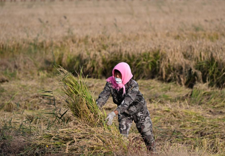 Сбор урожая риса в Тяньцзине
