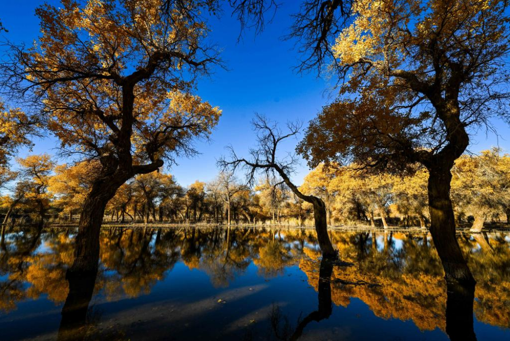 Пейзажи евфратских тополей во Внутренней Монголии