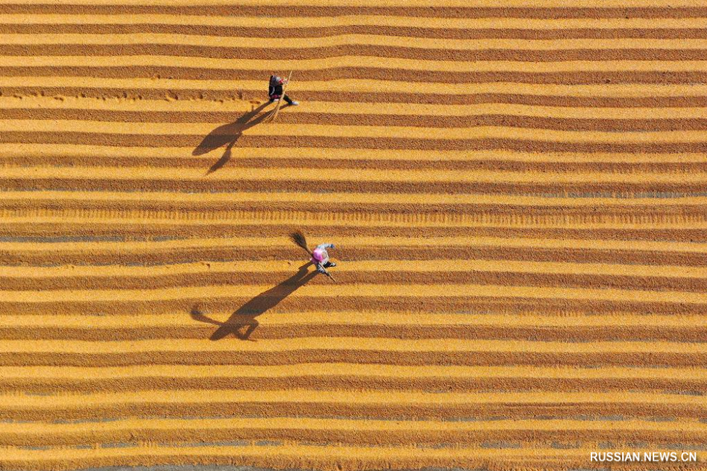 В Китае начался сезон осеннего сбора урожая и сева
