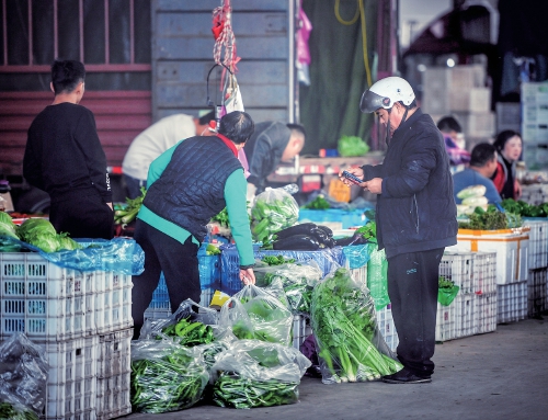 大量上市价格回落，济南批发市场内本地蔬菜唱“主角”