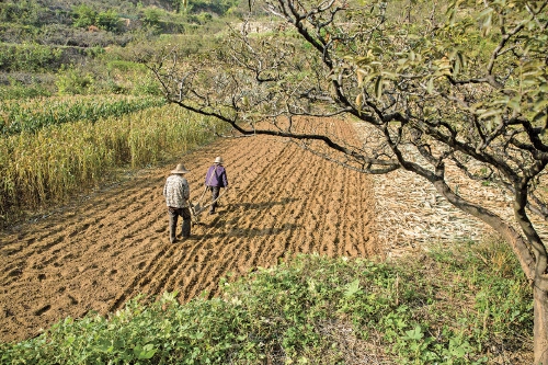 乡村振兴在鲁地