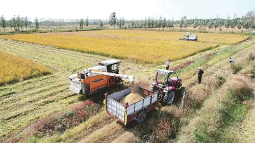 济南：乡村振兴路上的那些新乡土味